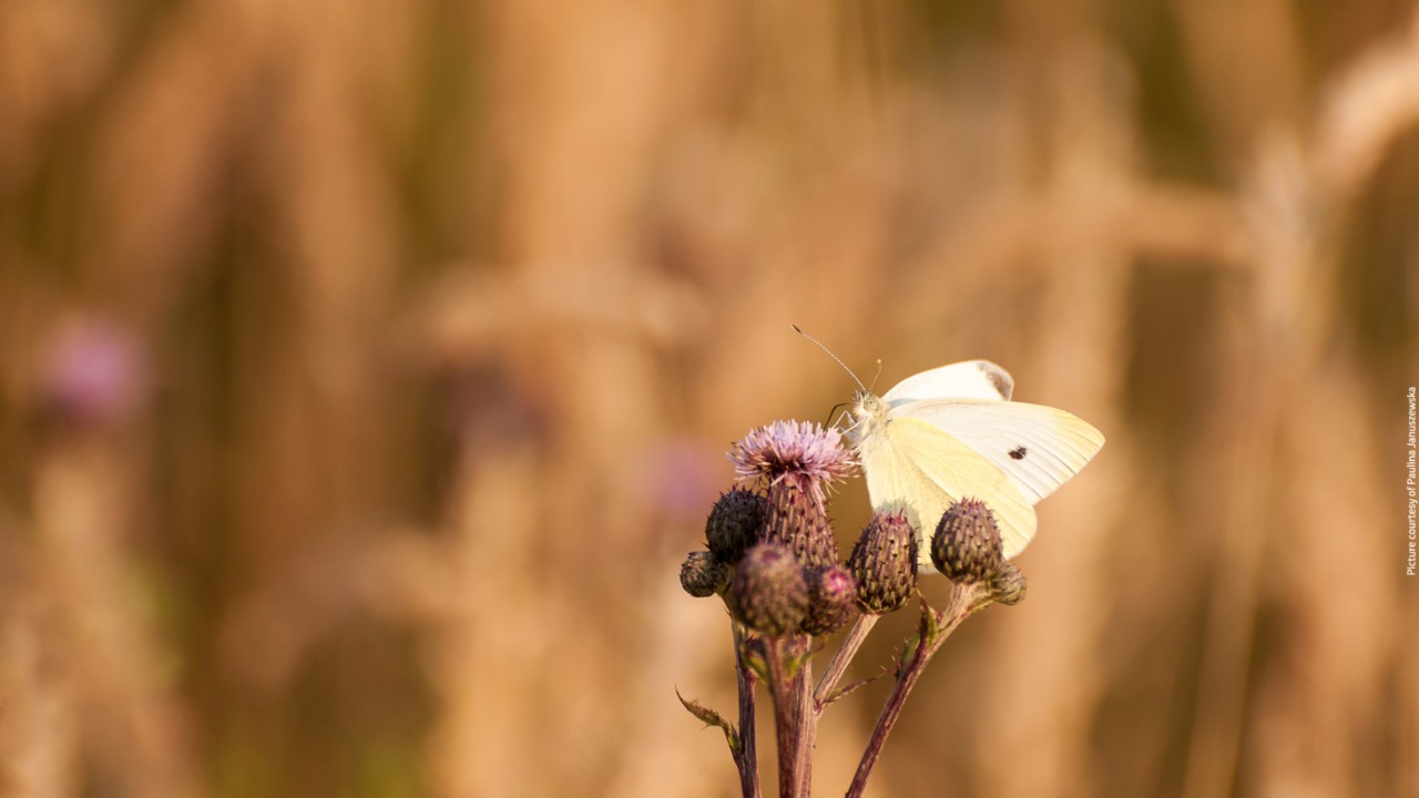 Butterfly on wild flowers