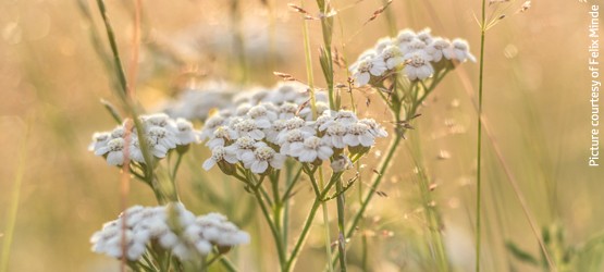 Toyota, awareness, alyssum, plant