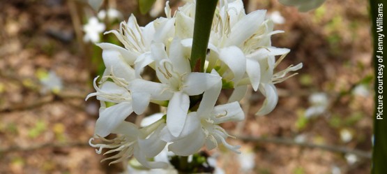 Toyota, Biodiversity Story, Coffea arabica