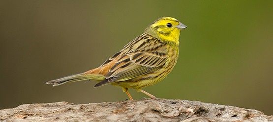 Toyota, Biodiversity Story, Geelgors
