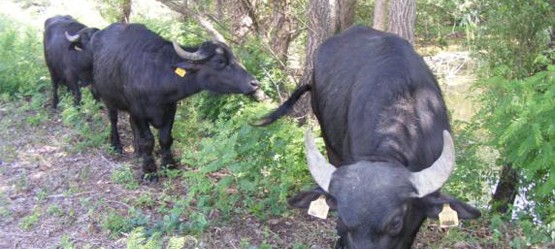 Toyota, Biodiversity Story, grazende ossen