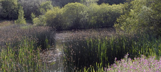 Toyota, Biodiversity Story, moerassen, Burnaston