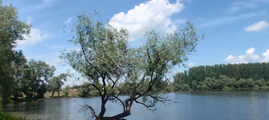 Toyota, Biodiversity Story, moerassen, Tisza rivier