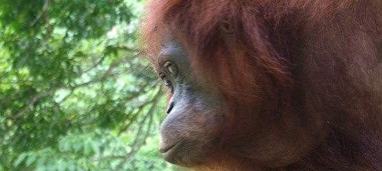 Toyota Biodiversity Story oerang oetan