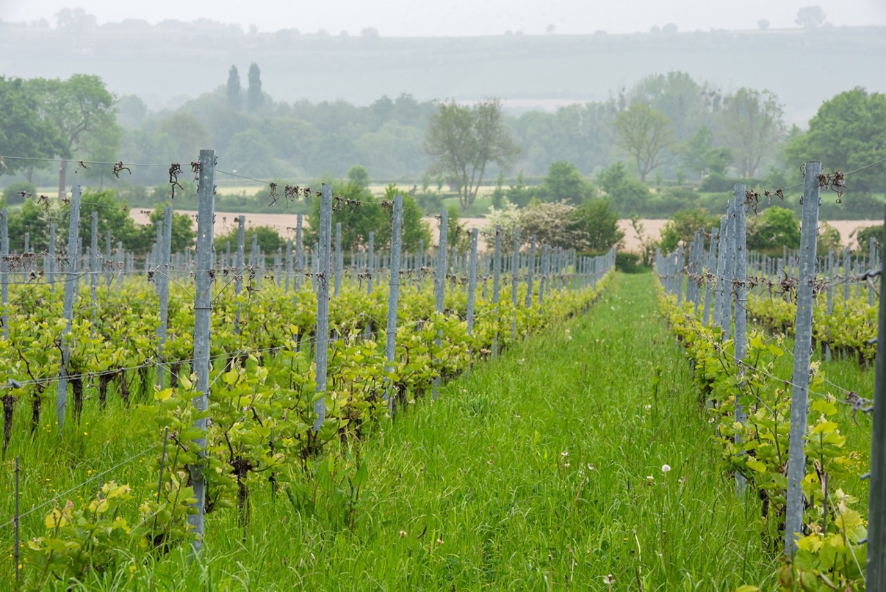 biodynamische, wijngaard